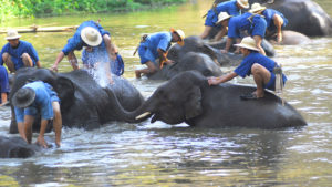 Lampang elefanti